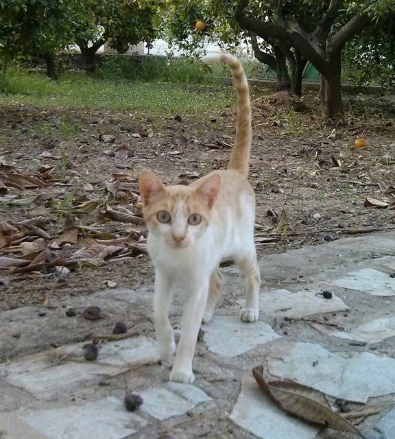 Comienza la campaña oficial de vacunación obligatoria anual contra la rabia en perros, gatos y hurones, Foto 1