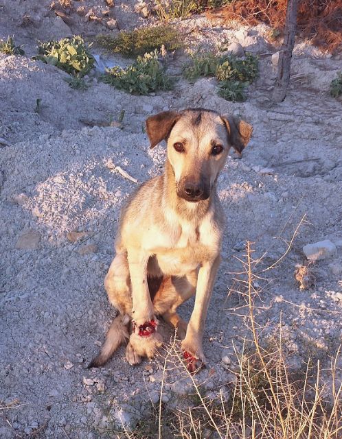 Agentes Medioambientales rastrean el entorno de Abanilla en busca de cepos - 1, Foto 1