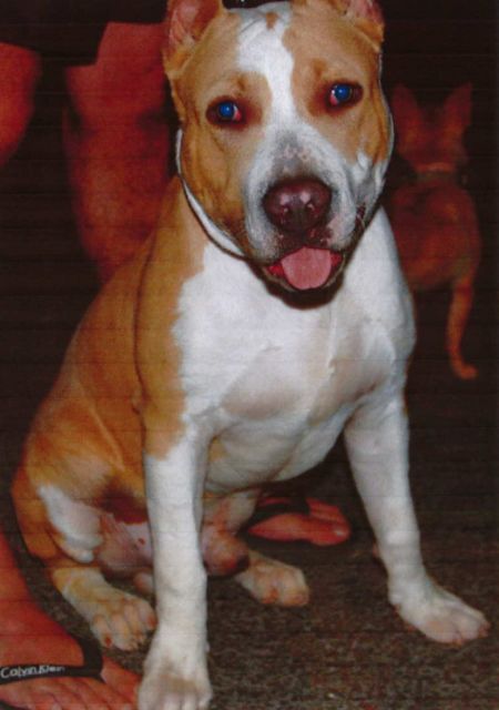 El control del cumplimiento de las ordenanzas lleva a la Policía Local a realizar 89 intervenciones - 1, Foto 1