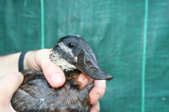 El Centro de Recuperación de Fauna Silvestre 'El Valle' registra su ingreso número 1.000 - 1, Foto 1
