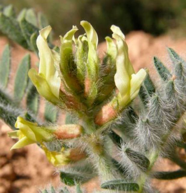 Una veintena de jóvenes ha participado en la rehabilitación del garbancillo de Tallante - 1, Foto 1