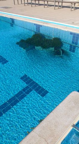 Denuncian actos vandlicos en las piscinas del Complejo Deportivo 