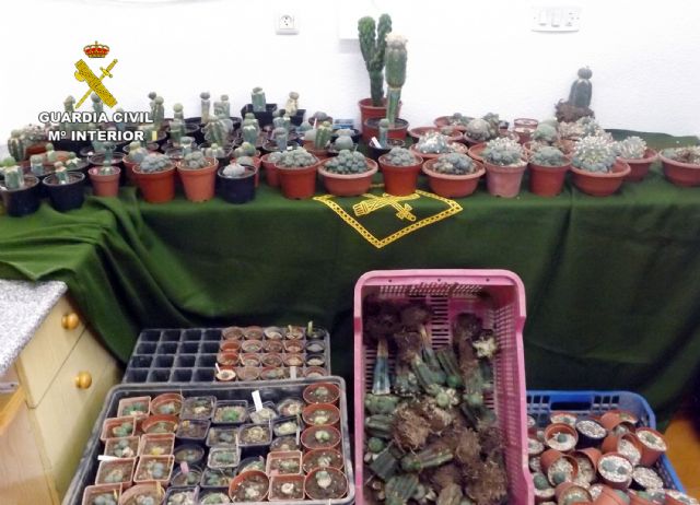 La Guardia Civil desmantela tres invernaderos clandestinos dedicados al cultivo de cactus alucinógenos - 1, Foto 1
