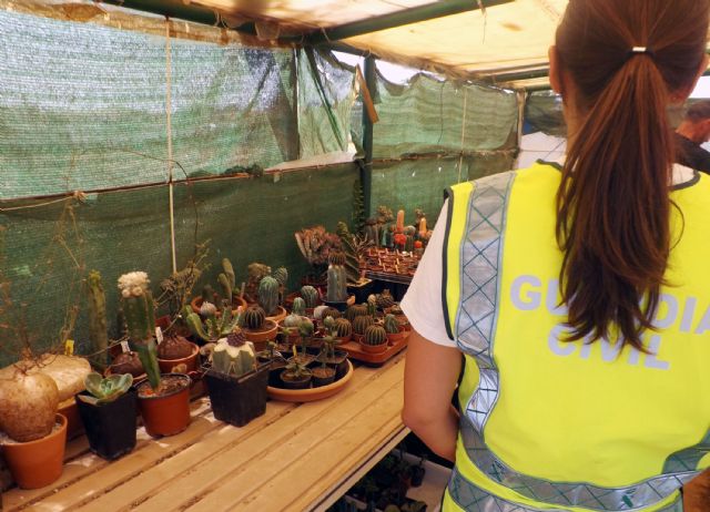 La Guardia Civil desmantela tres invernaderos clandestinos dedicados al cultivo de cactus alucinógenos - 2, Foto 2