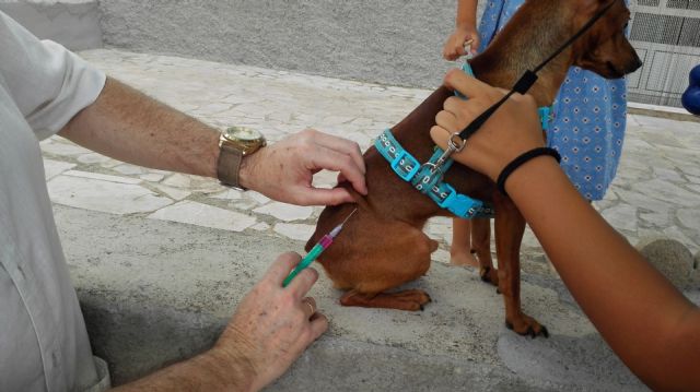 La Campaña Oficial de prevención contra la rabia en animales de compañía realizada en las pedanías se completa con 138 vacunaciones - 2, Foto 2