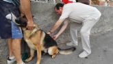 La Campaña Oficial de prevencin contra la rabia en animales de compaña realizada en las pedanas se completa con 138 vacunaciones