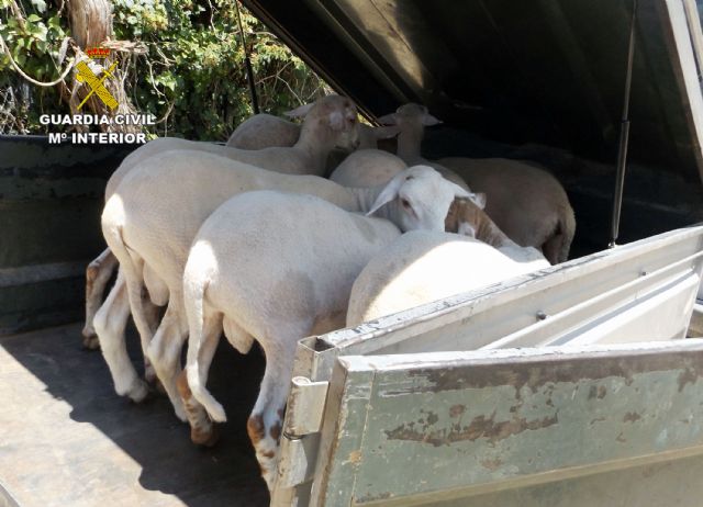 La Guardia Civil esclarece el robo de una treintena de corderos en fincas ganaderas de Lorca - 4, Foto 4