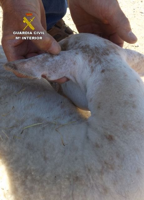 La Guardia Civil esclarece el robo de una treintena de corderos en fincas ganaderas de Lorca, Foto 2