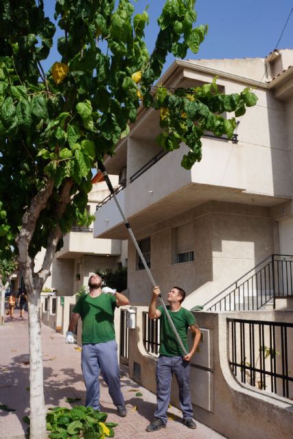 Los alumnos del programa de empleo y formación juvenil sobre jardinería y agricultura colaboran en las podas municipales - 3, Foto 3