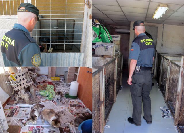 La Guardia Civil desmantela un criadero ilegal de animales de compañía - 1, Foto 1