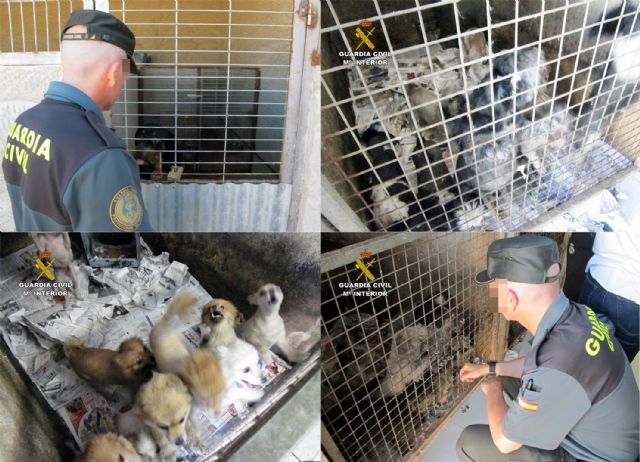 La Guardia Civil desmantela un criadero ilegal de animales de compañía - 2, Foto 2