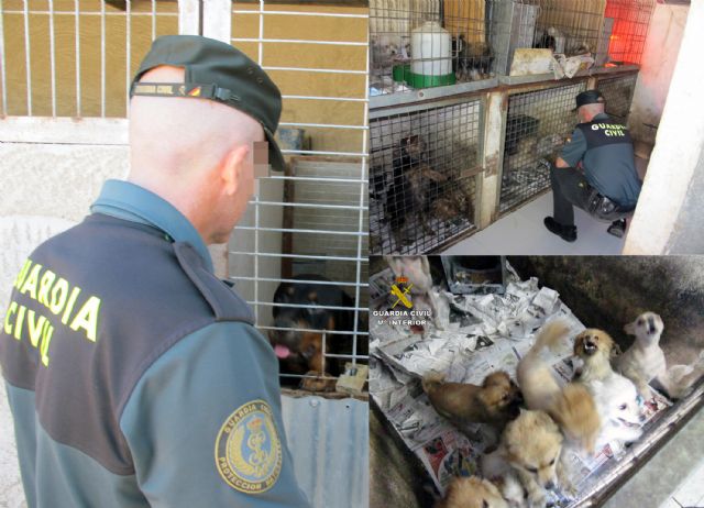 La Guardia Civil desmantela un criadero ilegal de animales de compañía - 3, Foto 3