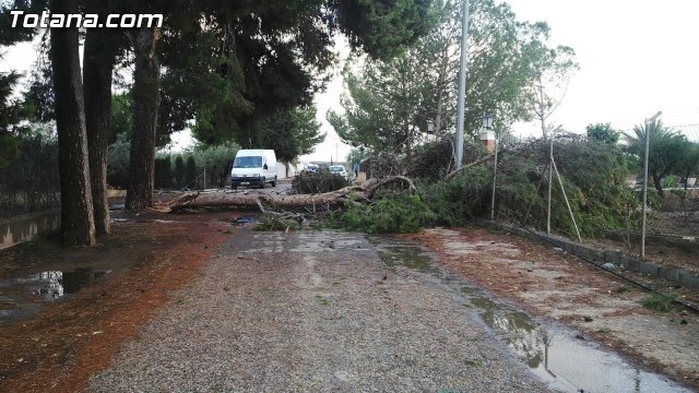 Firemen intervene to remove a branch of a large tree, which was cutting a road, Foto 1