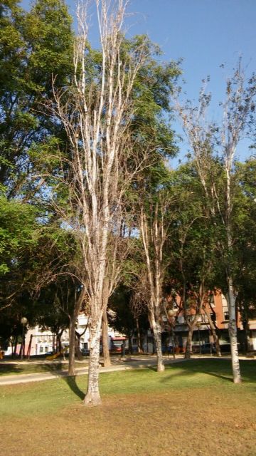 El PSOE denuncia el estado de dejadez y abandono de las zonas verdes de barrios y pedanías del municipio de Murcia - 1, Foto 1