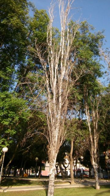 El PSOE denuncia el estado de dejadez y abandono de las zonas verdes de barrios y pedanías del municipio de Murcia - 2, Foto 2
