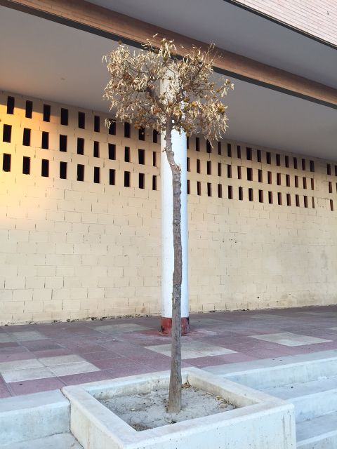 El PSOE denuncia el estado de dejadez y abandono de las zonas verdes de barrios y pedanías del municipio de Murcia - 4, Foto 4