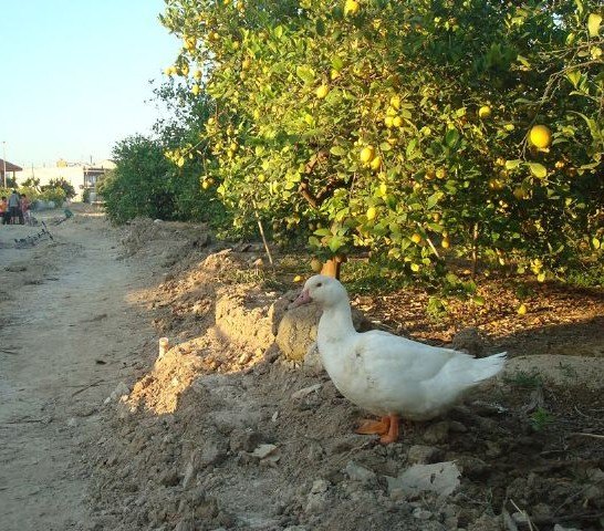 Cambiemos Murcia advierte al Ayuntamiento de un posible entubamiento en la acequia de Raal Viejo - 2, Foto 2