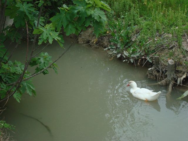 Cambiemos Murcia advierte al Ayuntamiento de un posible entubamiento en la acequia de Raal Viejo - 1, Foto 1