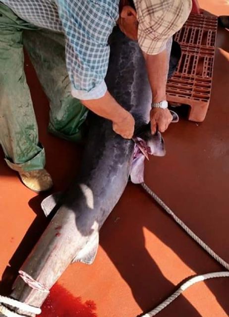 La Guardia Civil imputa a seis personas por la captura y comercialización ilícita de un tiburón peregrino en Cartagena - 1, Foto 1