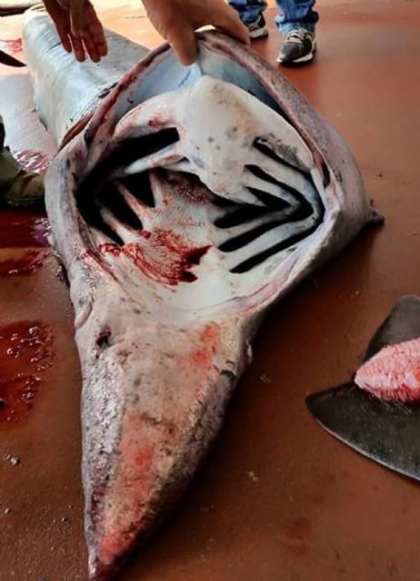 La Guardia Civil imputa a seis personas por la captura y comercialización ilícita de un tiburón peregrino en Cartagena - 2, Foto 2