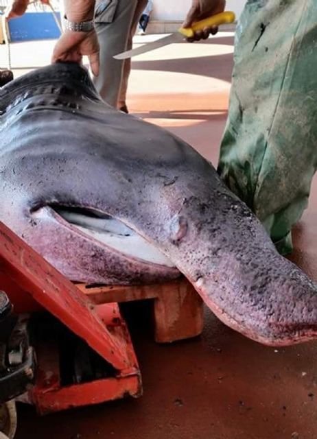 La Guardia Civil imputa a seis personas por la captura y comercialización ilícita de un tiburón peregrino en Cartagena - 3, Foto 3