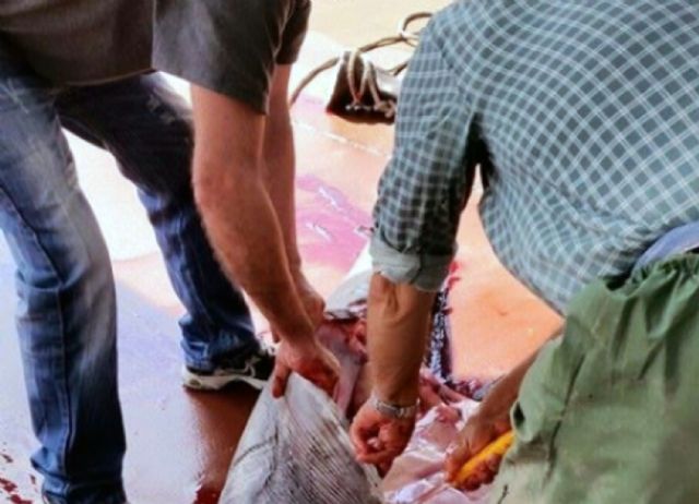 La Guardia Civil imputa a seis personas por la captura y comercialización ilícita de un tiburón peregrino en Cartagena - 5, Foto 5