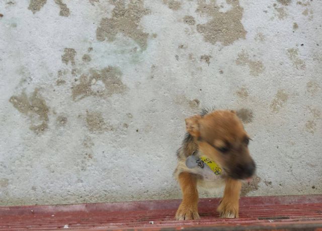 Aumentando el tiempo de estancia y divulgando fotos disminuirían los sacrificios en el Centro de Zoonosis - 2, Foto 2