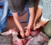 La Guardia Civil imputa a seis personas por la captura y comercialización ilícita de un tiburón peregrino en Cartagena
