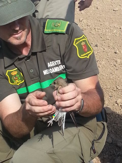 La Comunidad y Anse liberan dos ejemplares de canastera nacidas en cautividad - 2, Foto 2