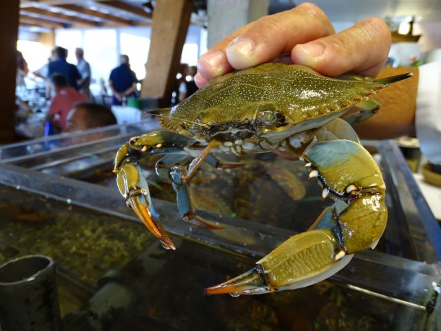 Confirmada la presencia de cangrejo azul en el Mar Menor - 1, Foto 1