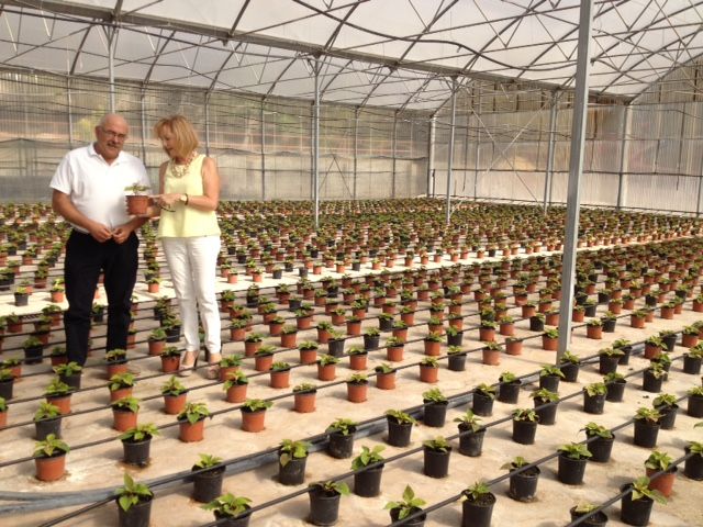 El vivero municipal de Lorca retoma la producción de flores de pascua tras la rehabilitación de sus instalaciones de los daños - 1, Foto 1