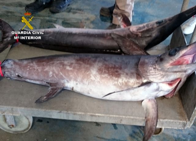 La Guardia Civil sorprende a un pescador con dos peces espada capturados ilícitamente en Mazarrón - 1, Foto 1