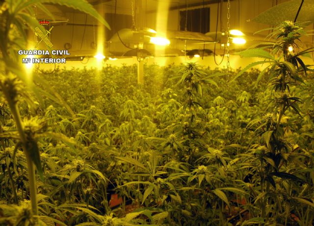 La Guardia Civil desmantela una plantación indoor con medio millar de plantas de marihuana, Foto 2