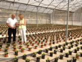El vivero municipal de Lorca retoma la producción de flores de pascua tras la rehabilitación de sus instalaciones de los daños
