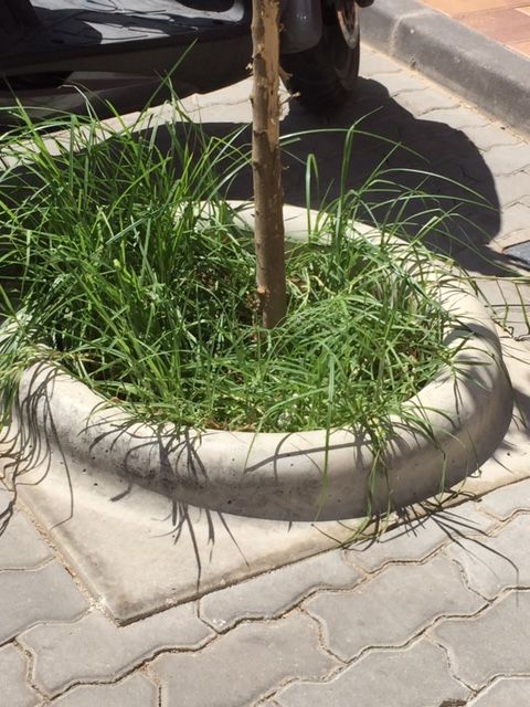 El PSOE de Lorca propone la creación de brigadas de mantenimiento de parques, jardines y otros servicios del municipio - 4, Foto 4