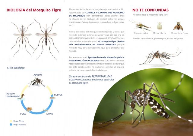 Una ordenanza municipal informa sobre cómo prevenir la incidencia del mosquito tigre - 1, Foto 1