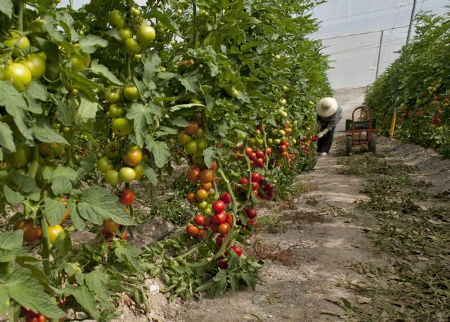 La alcaldesa transmite al director de la Oficina Comarcal Agraria la preocupación del sector ante las pérdidas ocasionadas por las altas temperaturas - 1, Foto 1