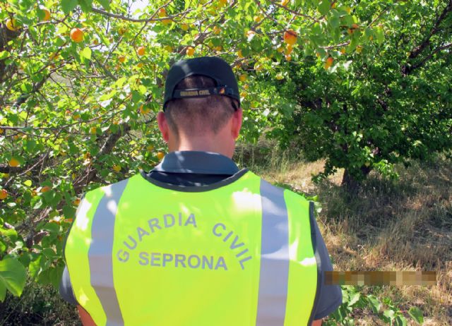La Guardia Civil descubre una finca clandestina plantada con variedades frutales protegidas en Jumilla - 1, Foto 1