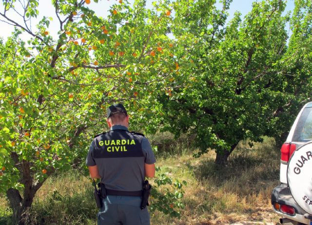 La Guardia Civil descubre una finca clandestina plantada con variedades frutales protegidas en Jumilla - 2, Foto 2