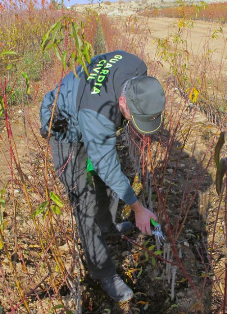 La Guardia Civil descubre una finca clandestina plantada con variedades frutales protegidas en Jumilla - 3, Foto 3
