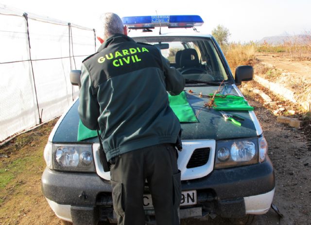 La Guardia Civil descubre una finca clandestina plantada con variedades frutales protegidas en Jumilla - 4, Foto 4