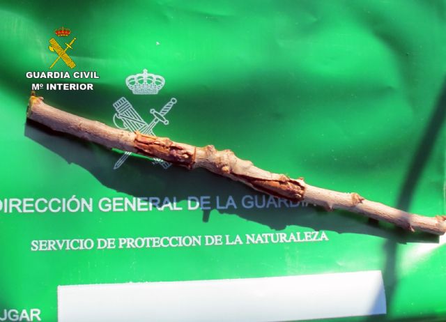 La Guardia Civil descubre una finca clandestina plantada con variedades frutales protegidas en Jumilla - 5, Foto 5