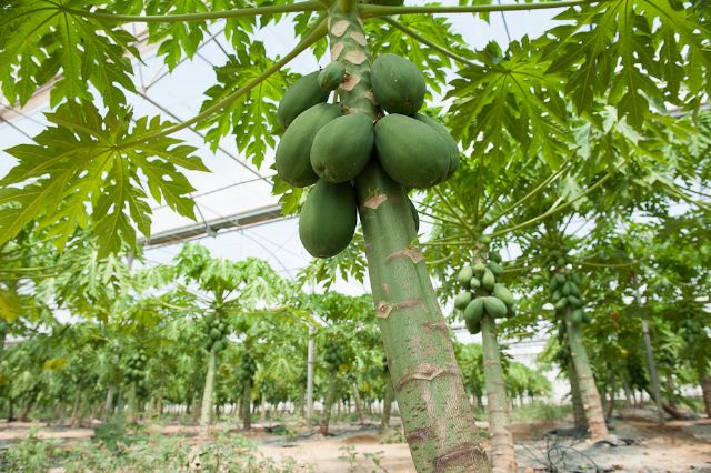 Cultivos subtropicales surgen como alternativa a las producciones de hortalizas - 2, Foto 2