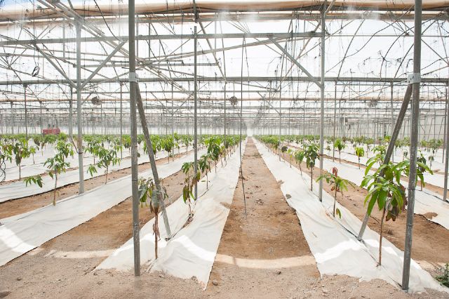 Cultivos subtropicales surgen como alternativa a las producciones de hortalizas, Foto 3
