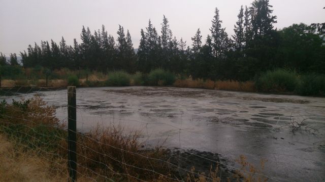Ahora Murcia denuncia al Seprona tres vertederos ilegales del matadero municipal - 2, Foto 2