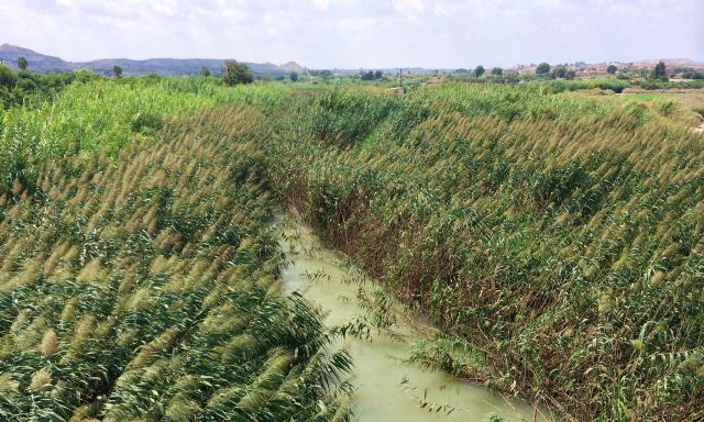 El Ayuntamiento insiste a la CHS en la urgente necesidad de limpiar de ca&ntilde;as el río a su paso por el municipio - 2, Foto 2