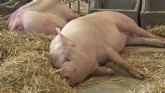Un centenar de explotaciones porcinas optan a los Premis Porc dOr, que se celebrarn en SEPOR 2015