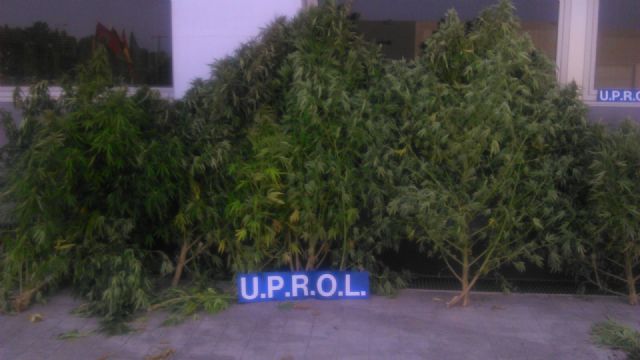 La Policía Local de Lorca incauta 20 plantas de marihuana y pone a disposición de la Guardia Civil a una persona por delito contra la salud pública - 1, Foto 1