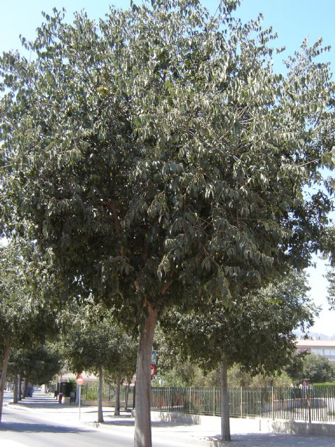 C´s diseña un plan para el fomento del arbolado autóctono en Lorca - 2, Foto 2