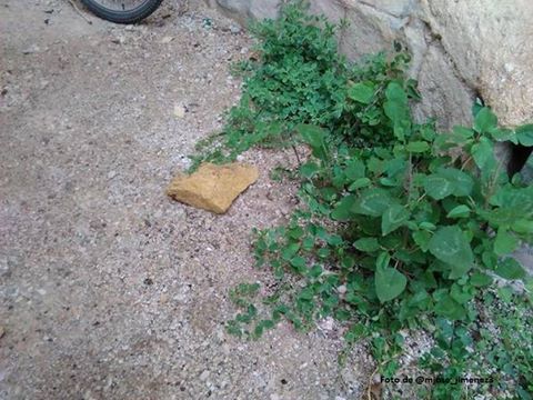 Ahora Murcia denuncia desprendimientos de piedras del Puente Viejo - 2, Foto 2
